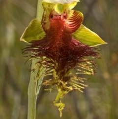 Calochilus pulchellus at Vincentia, NSW - suppressed