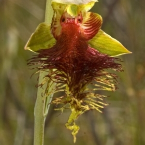 Calochilus pulchellus at Vincentia, NSW - suppressed