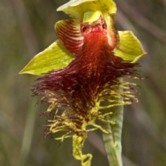 Calochilus pulchellus at Vincentia, NSW - suppressed