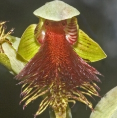 Calochilus pulchellus (Pretty Beard Orchid) at Vincentia, NSW - 6 Nov 2006 by AlanS