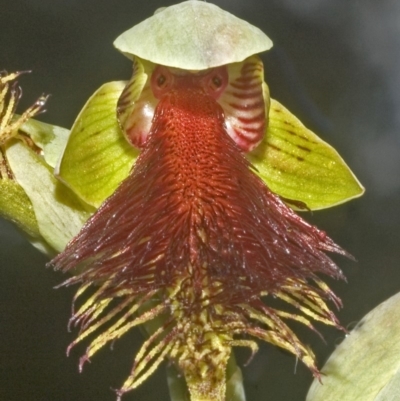 Calochilus pulchellus (Pretty Beard Orchid) at Vincentia, NSW - 5 Nov 2006 by AlanS
