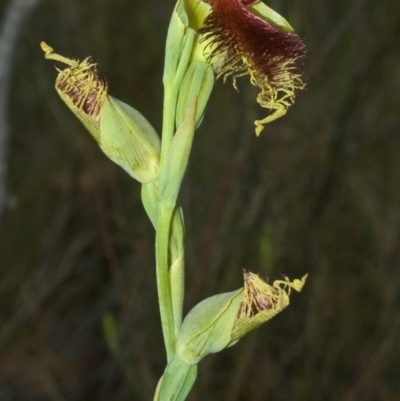 Calochilus pulchellus (Pretty Beard Orchid) at Vincentia, NSW - 7 Nov 2011 by AlanS