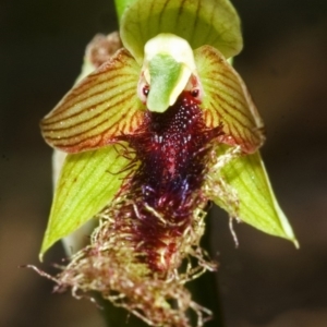 Calochilus campestris at South Nowra, NSW - suppressed