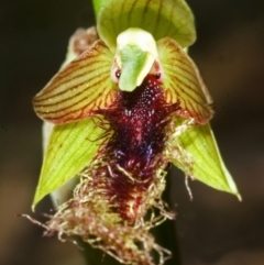 Calochilus campestris (Copper Beard Orchid) at South Nowra, NSW - 25 Feb 2008 by AlanS