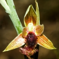 Calochilus campestris (Copper Beard Orchid) at South Nowra, NSW - 13 Dec 2007 by AlanS