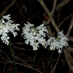 Calanthe triplicata (Christmas Orchid) at Termeil, NSW - 27 Jan 2012 by AlanS