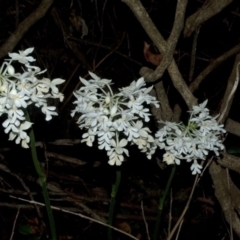 Calanthe triplicata (Christmas Orchid) at Termeil, NSW - 28 Jan 2012 by AlanS