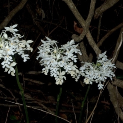 Calanthe triplicata (Christmas Orchid) at Termeil, NSW - 27 Jan 2012 by AlanS