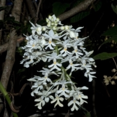 Calanthe triplicata at Termeil, NSW - 28 Jan 2012