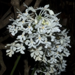 Calanthe triplicata at Termeil, NSW - suppressed