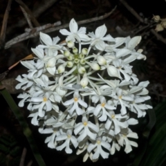 Calanthe triplicata at Termeil, NSW - suppressed