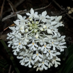 Calanthe triplicata at Termeil, NSW - suppressed