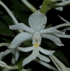 Calanthe triplicata at Termeil, NSW - 28 Jan 2012