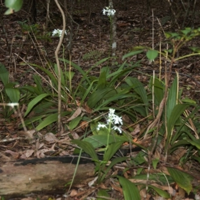 Calanthe triplicata (Christmas Orchid) at Lake Tabourie, NSW - 13 Jan 2010 by AlanS