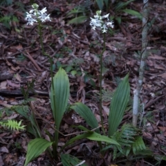 Calanthe triplicata at Lake Tabourie, NSW - 14 Jan 2010