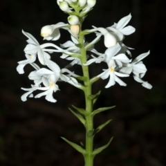 Calanthe triplicata at Lake Tabourie, NSW - suppressed