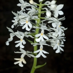 Calanthe triplicata at Lake Tabourie, NSW - 14 Jan 2010