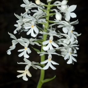 Calanthe triplicata at Lake Tabourie, NSW - suppressed