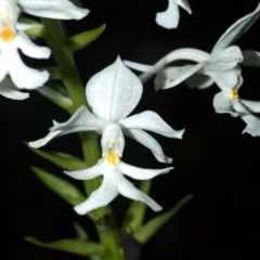 Calanthe triplicata at Lake Tabourie, NSW - 14 Jan 2010