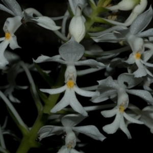 Calanthe triplicata at Termeil, NSW - 15 Jan 2011