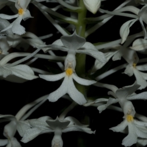 Calanthe triplicata at Termeil, NSW - suppressed