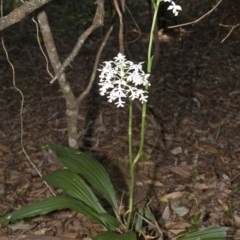 Calanthe triplicata at Termeil, NSW - 15 Jan 2011