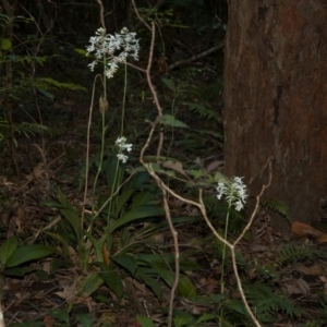 Calanthe triplicata at Termeil, NSW - suppressed