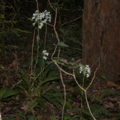 Calanthe triplicata at Termeil, NSW - 15 Jan 2011