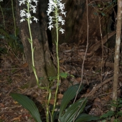 Calanthe triplicata at Termeil, NSW - 15 Jan 2011