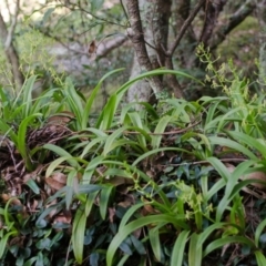 Cestichis reflexa (Tom Cats) at North Nowra, NSW - 12 Apr 2013 by AlanS
