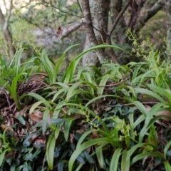 Cestichis reflexa (Tom Cats) at Bomaderry Creek Regional Park - 12 Apr 2013 by AlanS