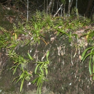 Cestichis reflexa at Bomaderry Creek Regional Park - suppressed