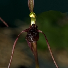 Chiloglottis diphylla (Common Wasp Orchid) at Mogo State Forest - 8 May 2009 by AlanS