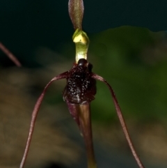 Chiloglottis diphylla (Common Wasp Orchid) at Mogo State Forest - 9 May 2009 by AlanS