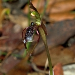 Chiloglottis diphylla (Common Wasp Orchid) at Termeil State Forest - 27 Jan 2012 by AlanS