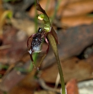 Chiloglottis diphylla at Termeil, NSW - suppressed