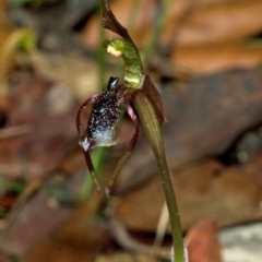 Chiloglottis diphylla (Common Wasp orchid) at Termeil State Forest - 27 Jan 2012 by AlanS