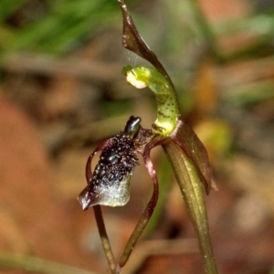 Chiloglottis diphylla at Termeil, NSW - suppressed
