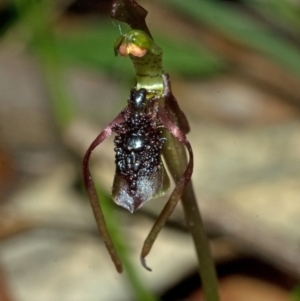 Chiloglottis diphylla at Termeil, NSW - suppressed
