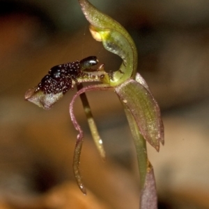 Chiloglottis diphylla at Termeil, NSW - 28 Jan 2012