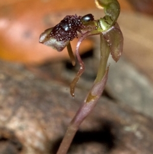 Chiloglottis diphylla at Termeil, NSW - suppressed