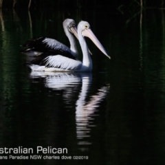 Pelecanus conspicillatus (Australian Pelican) at Conjola, NSW - 14 Feb 2019 by Charles Dove