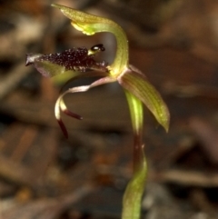 Chiloglottis sp. aff. reflexa (Autumn Wasp Orchid) at Barrengarry, NSW - 15 Feb 2012 by AlanS
