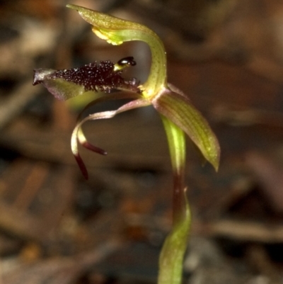 Chiloglottis sp. aff. reflexa (Autumn Wasp Orchid) at Barrengarry, NSW - 15 Feb 2012 by AlanS
