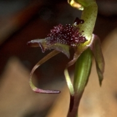 Chiloglottis sp. aff. reflexa at Barrengarry, NSW - suppressed