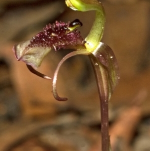 Chiloglottis sp. aff. reflexa at Barrengarry, NSW - 16 Feb 2012