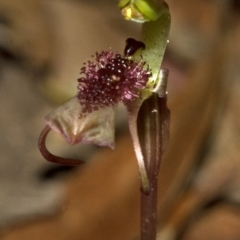 Chiloglottis sp. aff. reflexa at Barrengarry, NSW - suppressed