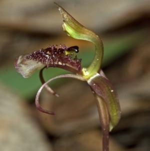 Chiloglottis sp. aff. reflexa at Barrengarry, NSW - suppressed