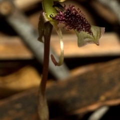 Chiloglottis sp. aff. reflexa (Autumn Wasp Orchid) at Bendalong, NSW - 13 Jun 2009 by AlanS