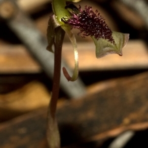 Chiloglottis sp. aff. reflexa at Bendalong, NSW - 14 Jun 2009